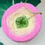 Edens Garden Garencake